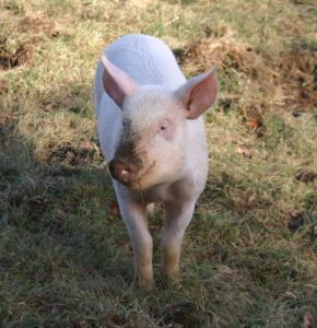 Charlotte - resident of Safe Haven Farm Sanctuary of Poughquag, New York