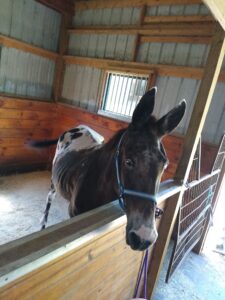 Randy on arrival to Equine Rescue Resource (ERR), with visibly prominent spine and ribs.