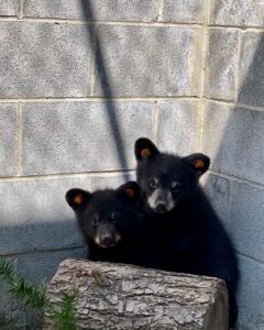 Orphaned cubs